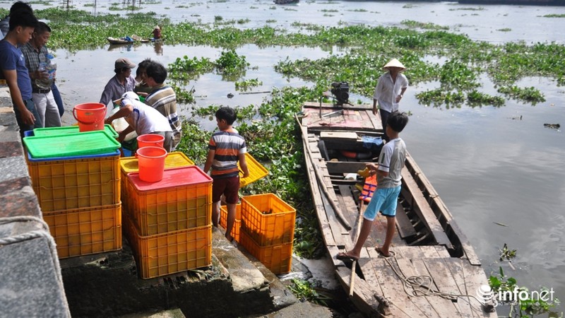 Ngày Phật Đản: Cá vừa phóng sinh liền bị chích điện bắt ngay - ảnh 8