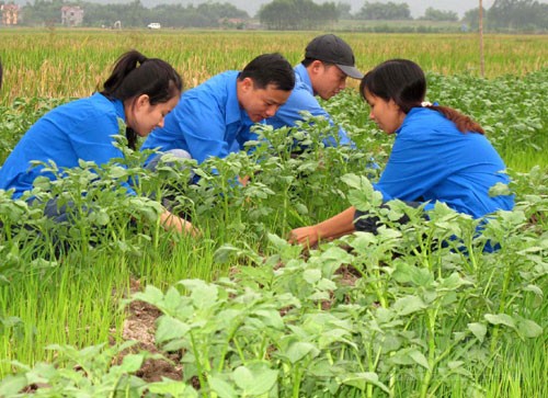 Tuổi trẻ Bắc Giang chung tay xây dựng nông thôn mới - ảnh 3