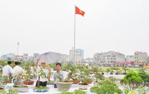 Bắc Giang: Cây cảnh “ độc, đắt, đẹp” ở Quảng trường 3-2 - ảnh 15