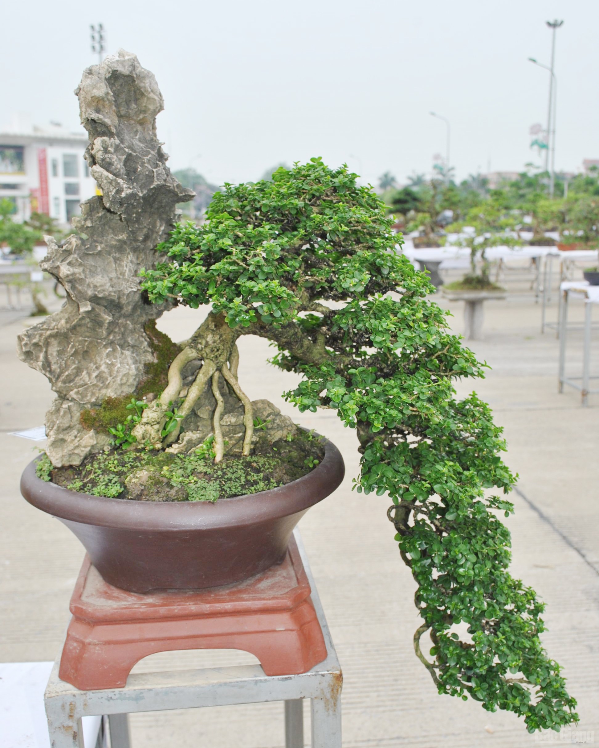 Bắc Giang: Cây cảnh “ độc, đắt, đẹp” ở Quảng trường 3-2 - ảnh 13