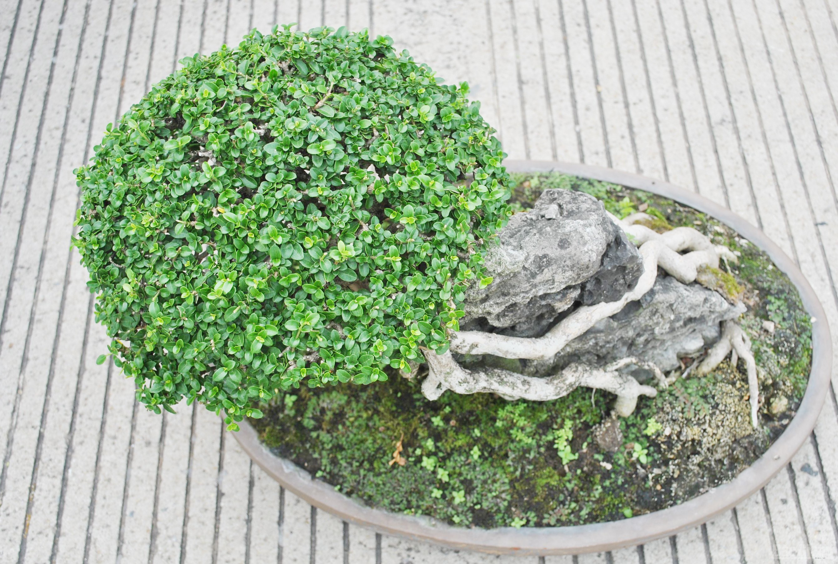 Bắc Giang: Cây cảnh “ độc, đắt, đẹp” ở Quảng trường 3-2 - ảnh 14