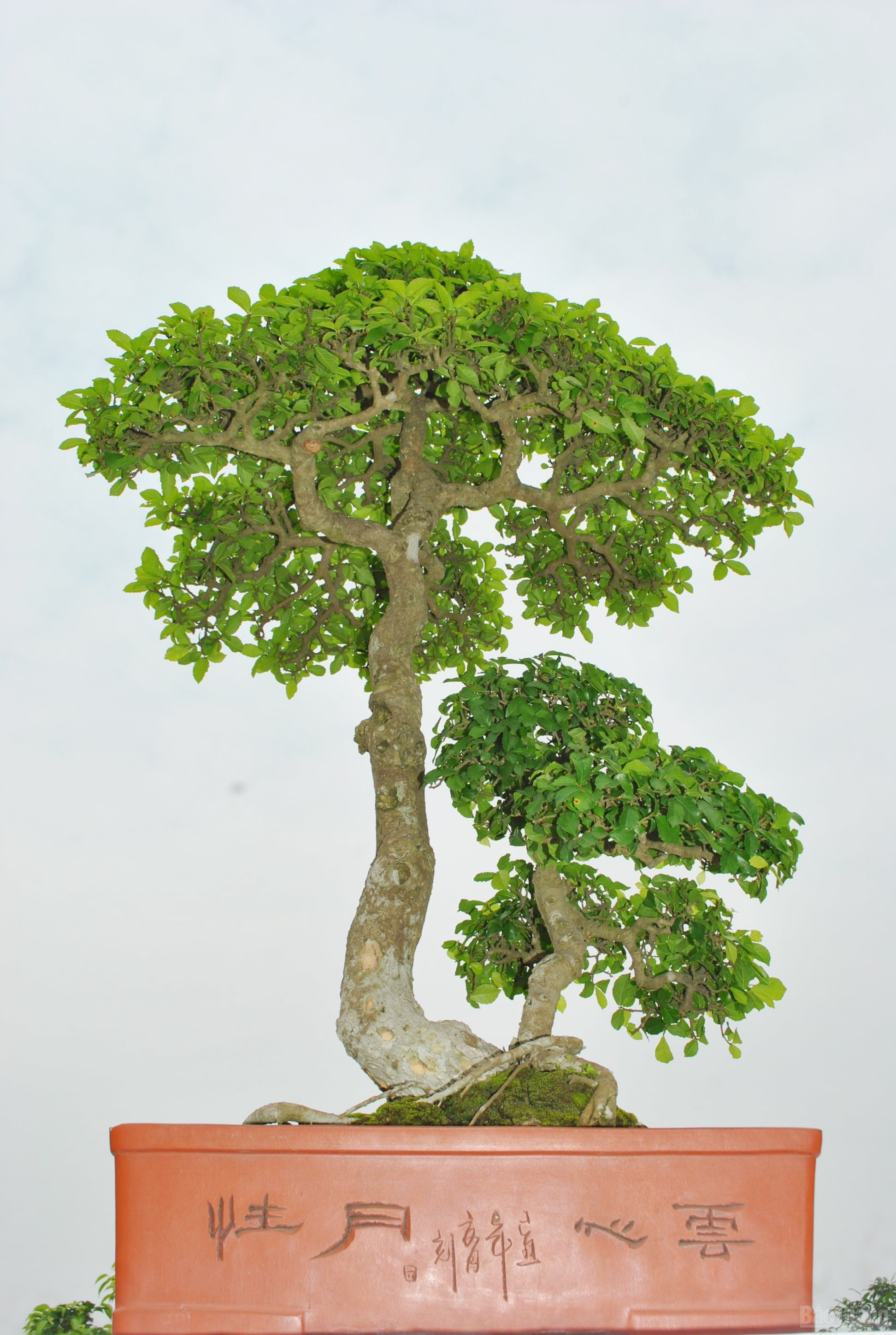 Bắc Giang: Cây cảnh “ độc, đắt, đẹp” ở Quảng trường 3-2 - ảnh 12