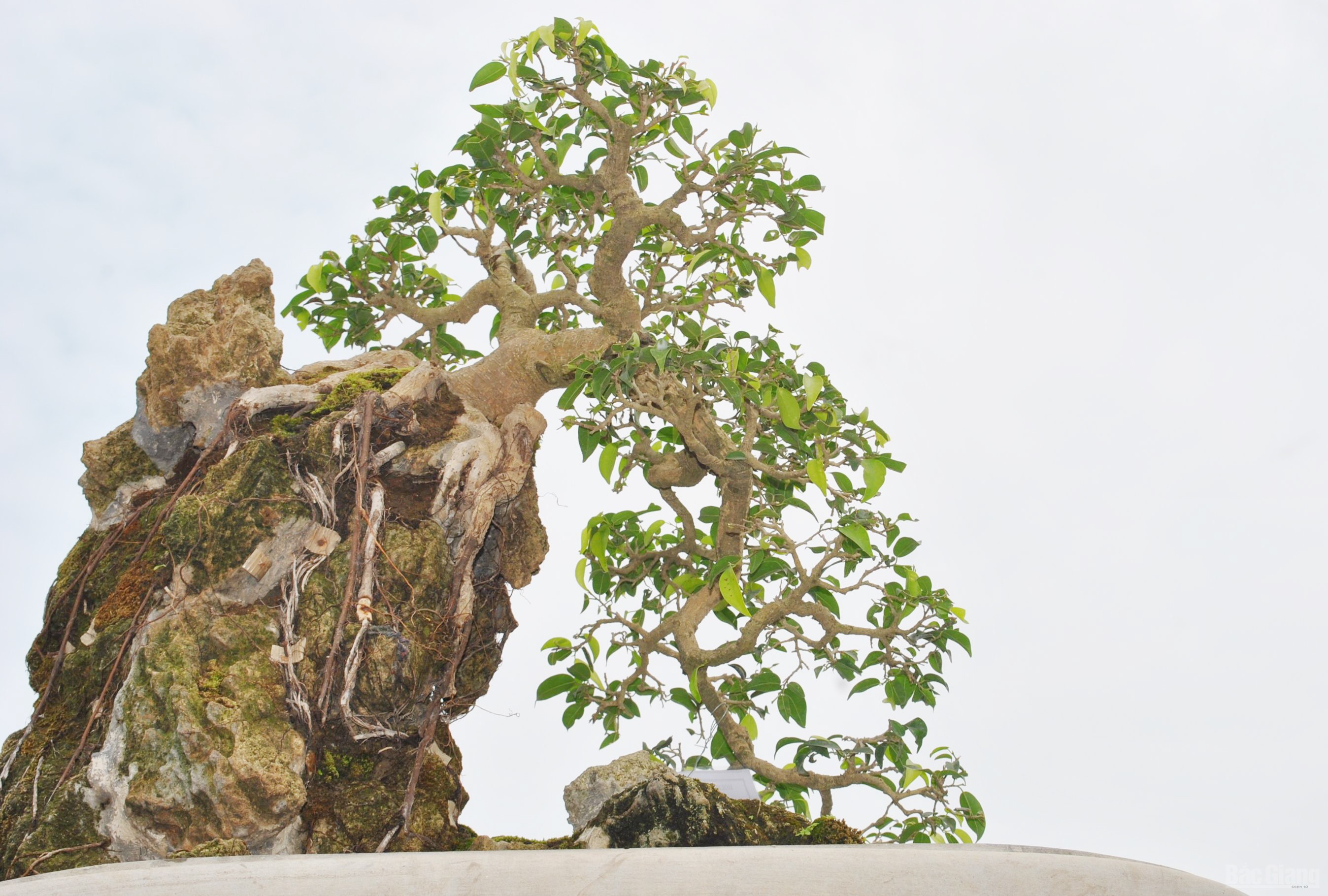 Bắc Giang: Cây cảnh “ độc, đắt, đẹp” ở Quảng trường 3-2 - ảnh 11