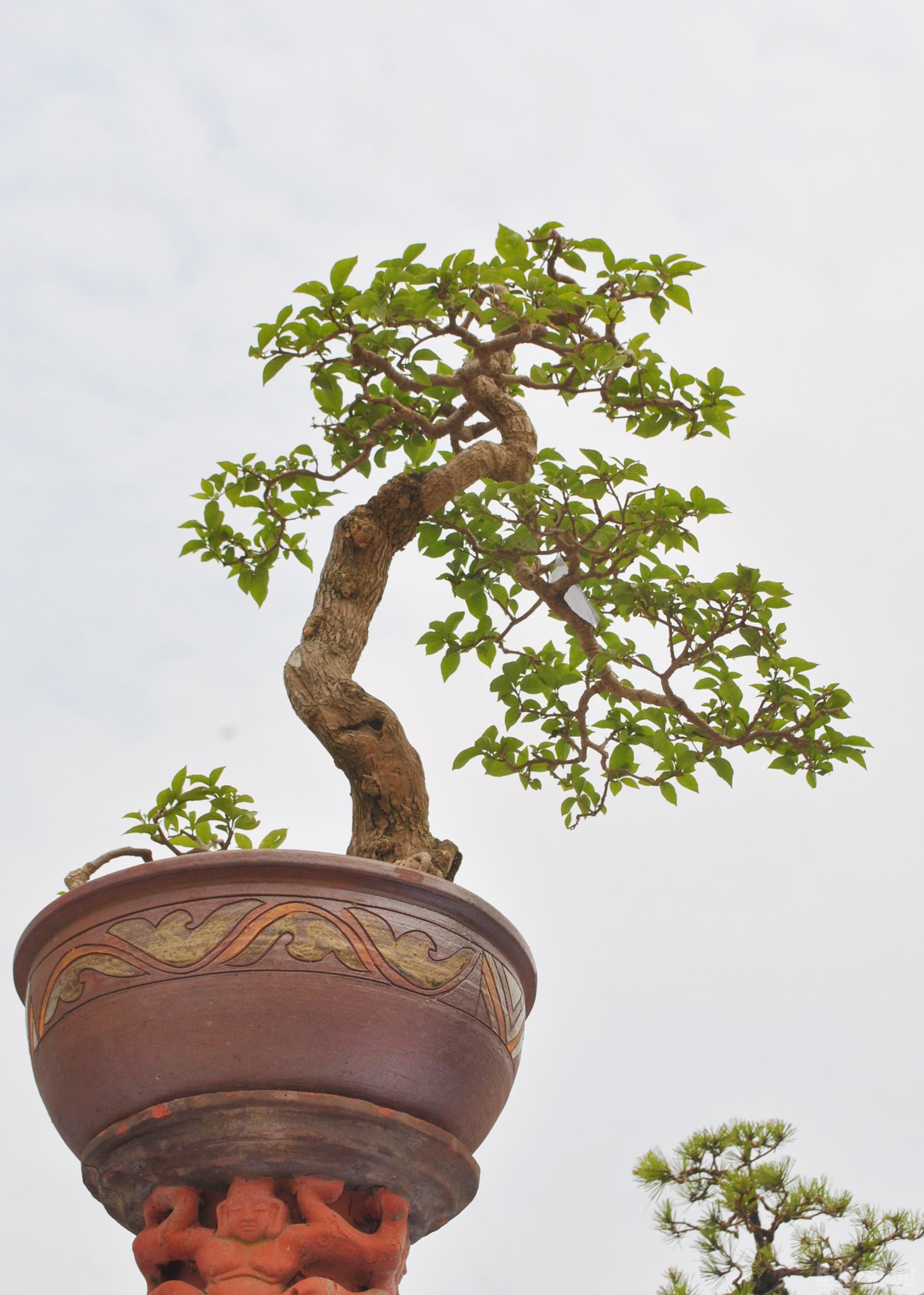 Bắc Giang: Cây cảnh “ độc, đắt, đẹp” ở Quảng trường 3-2 - ảnh 10