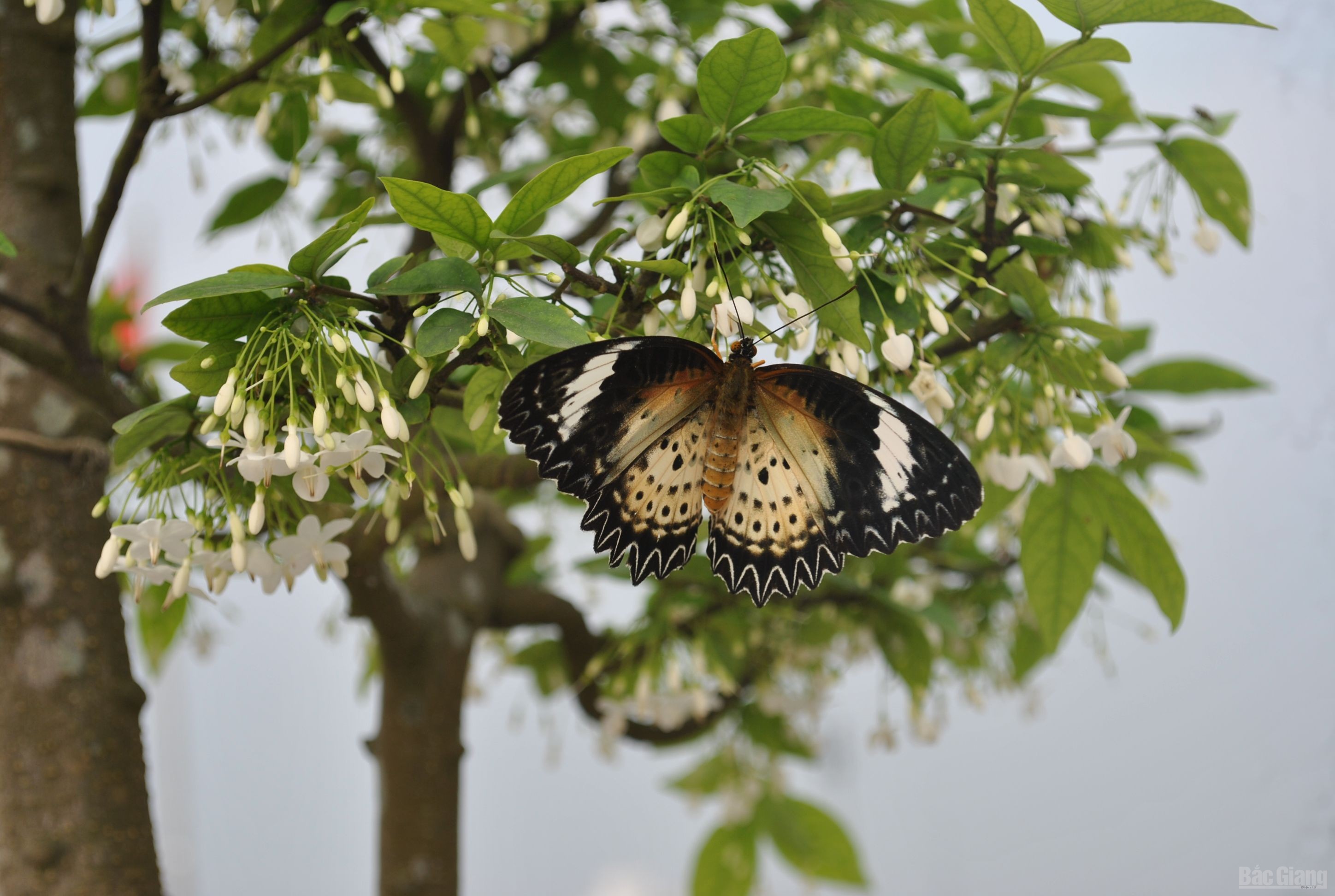Bắc Giang: Cây cảnh “ độc, đắt, đẹp” ở Quảng trường 3-2 - ảnh 7