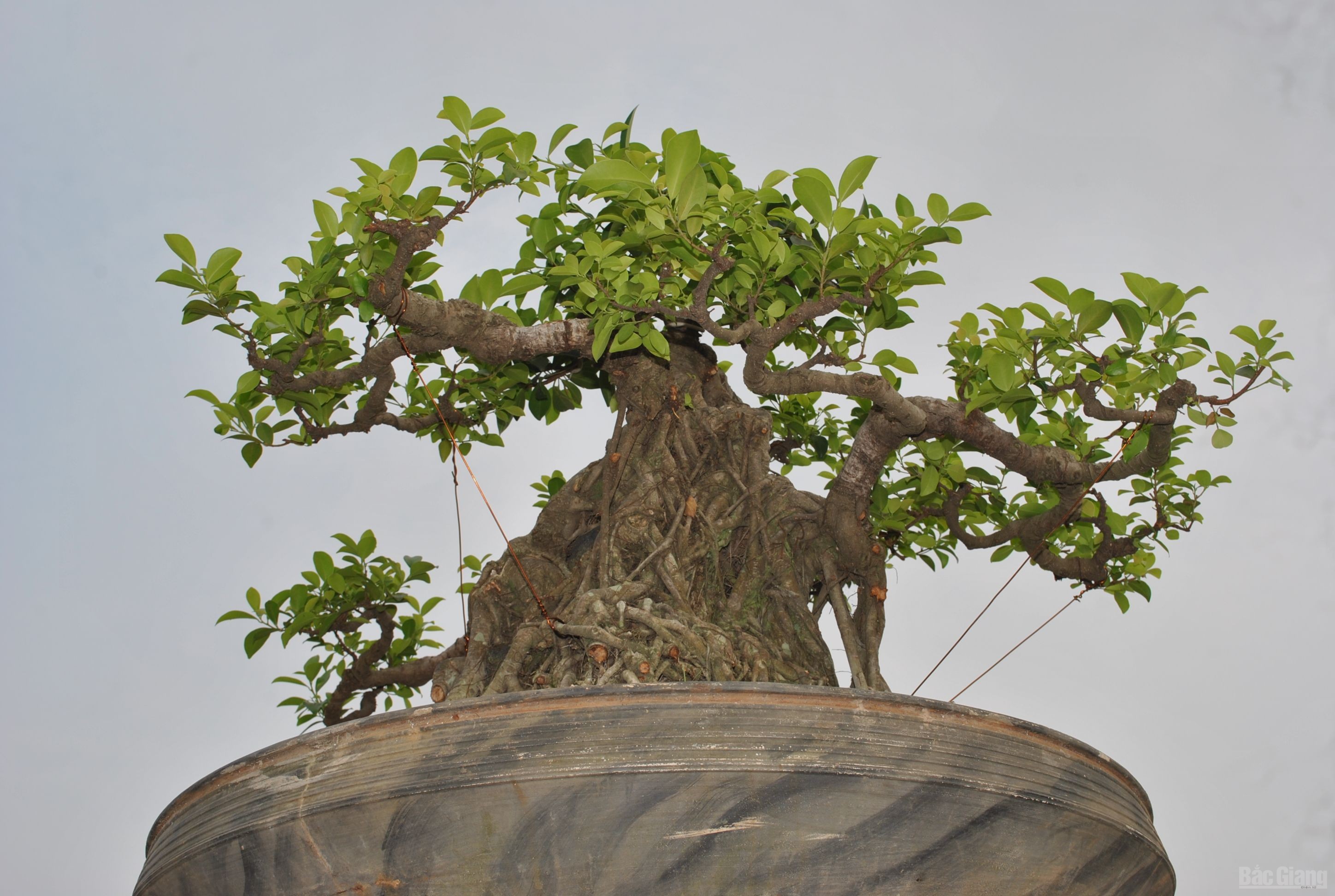 Bắc Giang: Cây cảnh “ độc, đắt, đẹp” ở Quảng trường 3-2 - ảnh 6