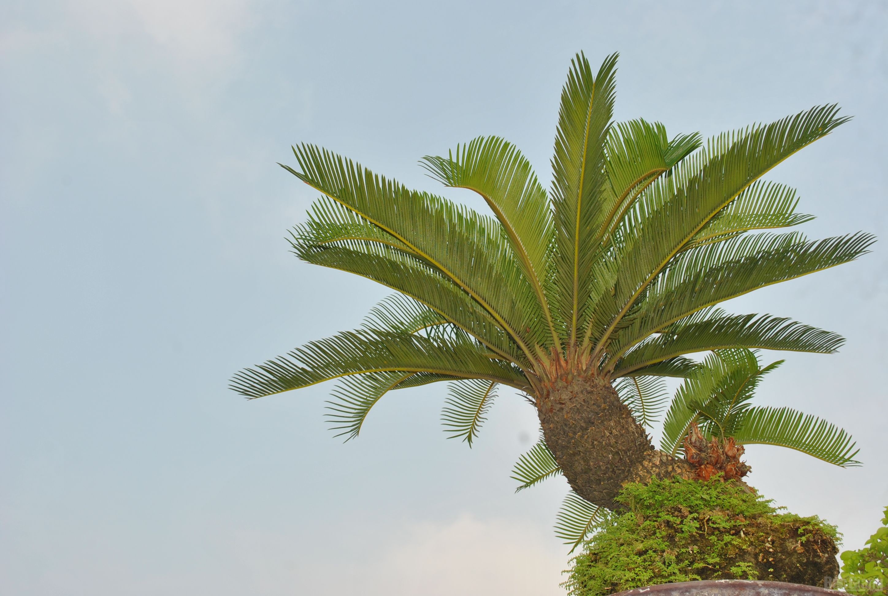 Bắc Giang: Cây cảnh “ độc, đắt, đẹp” ở Quảng trường 3-2 - ảnh 5