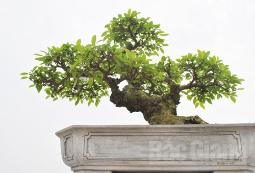 Bắc Giang: Cây cảnh “ độc, đắt, đẹp” ở Quảng trường 3-2 - ảnh 4