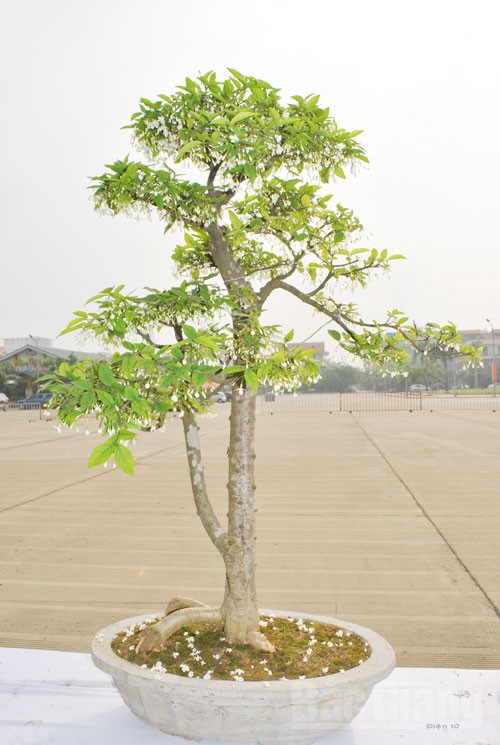 Bắc Giang: Cây cảnh “ độc, đắt, đẹp” ở Quảng trường 3-2 - ảnh 3