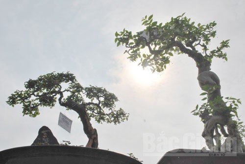 Bắc Giang: Cây cảnh “ độc, đắt, đẹp” ở Quảng trường 3-2 - ảnh 2