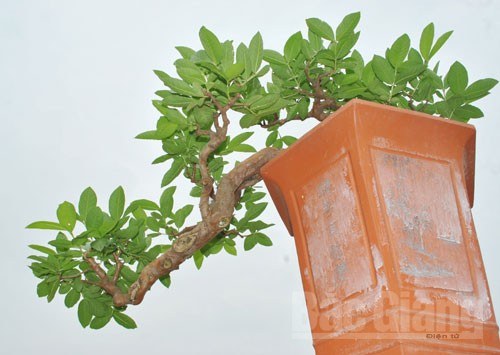 Bắc Giang: Cây cảnh “ độc, đắt, đẹp” ở Quảng trường 3-2 - ảnh 9