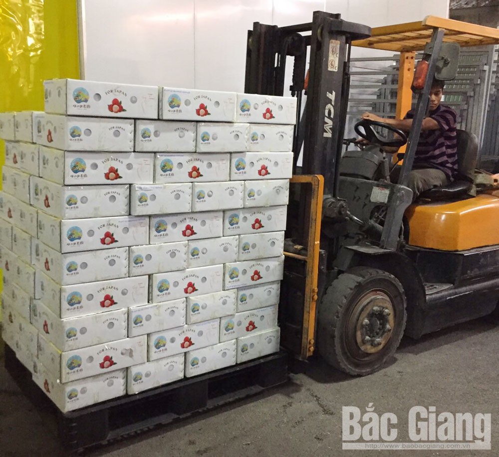 vải thiều Lục Ngạn, vải thiều Bắc Giang, bán tại Nhật Bản. giá bán 180-270 nghìn đồng/kg