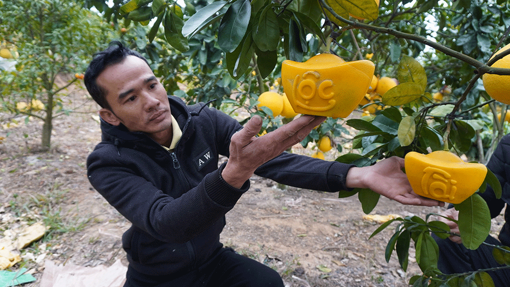 Bưởi diễn có hình dáng độc đáo giá hàng trăm nghìn đồng, khách đặt mua giá cao