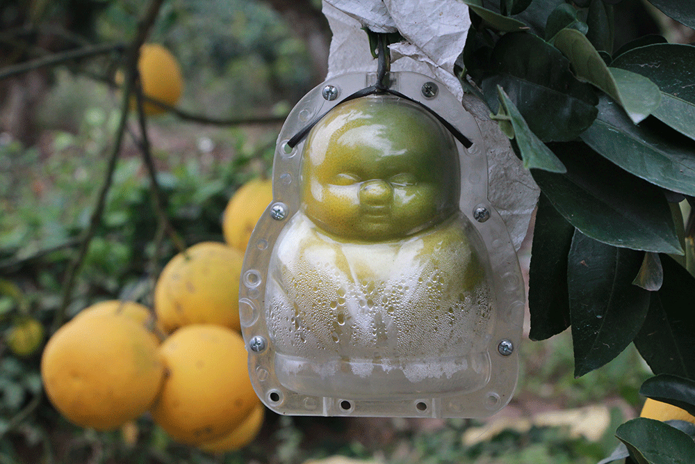 Lê Thế Long, thôn Bình Giang, xã Bình Sơn, Lục Nam, Bắc Giang, tạo hình bưởi Diễn, độc đáo, khách hàng, giá cao