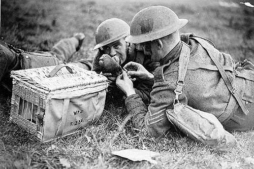 điện thoại, tiến hóa, hình ảnh, smartphone, bộ sưu tập