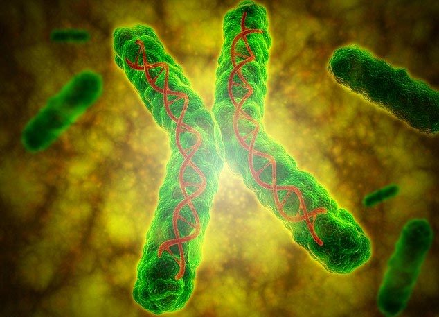 stress, gia cảnh nghèo khó, thu nhập, ADN, telomere