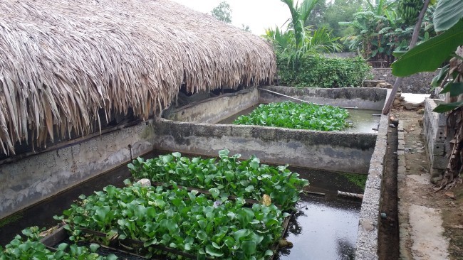 Rùng mình nuôi lươn bằng thuốc tránh thai kiếm lợi cao - ảnh 2