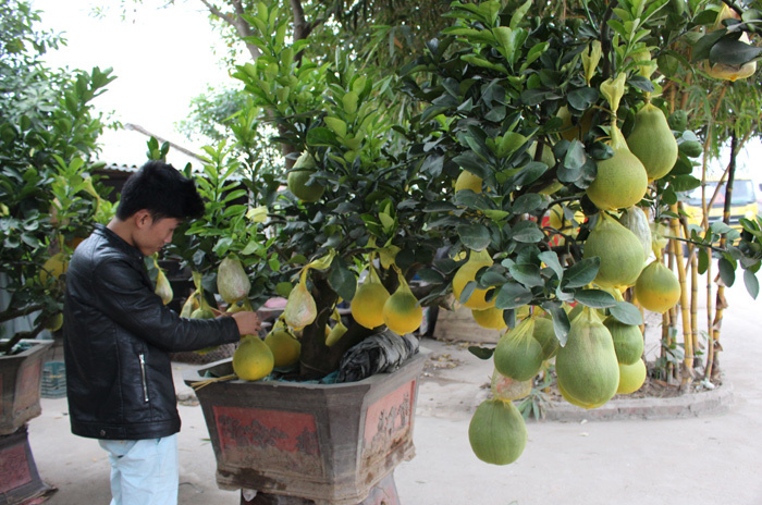 Chi vài chục triệu mua cây lạ mắt chơi Tết - ảnh 4