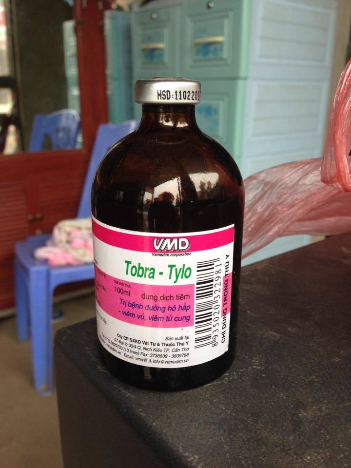 Đặc sản lợn rừng ăn tăng trọng, uống thuốc ngủ chờ Tết - ảnh 1