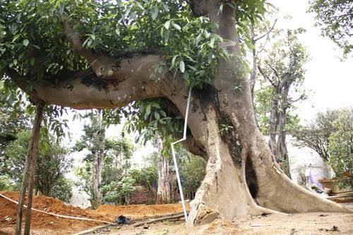 Đánh bạc siêu cây: Mua 30 triệu lãi 300 triệu - ảnh 3