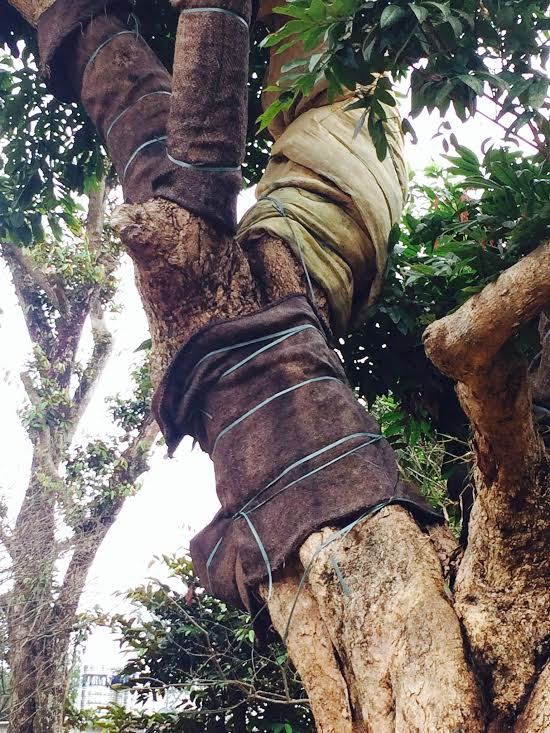 Đánh bạc siêu cây: Mua 30 triệu lãi 300 triệu - ảnh 2