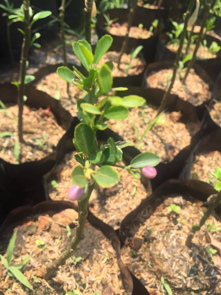 Siêu lạ: Quả chanh ngón tay bạc triệu mỗi cân mê hoặc nhà giàu Việt - ảnh 2