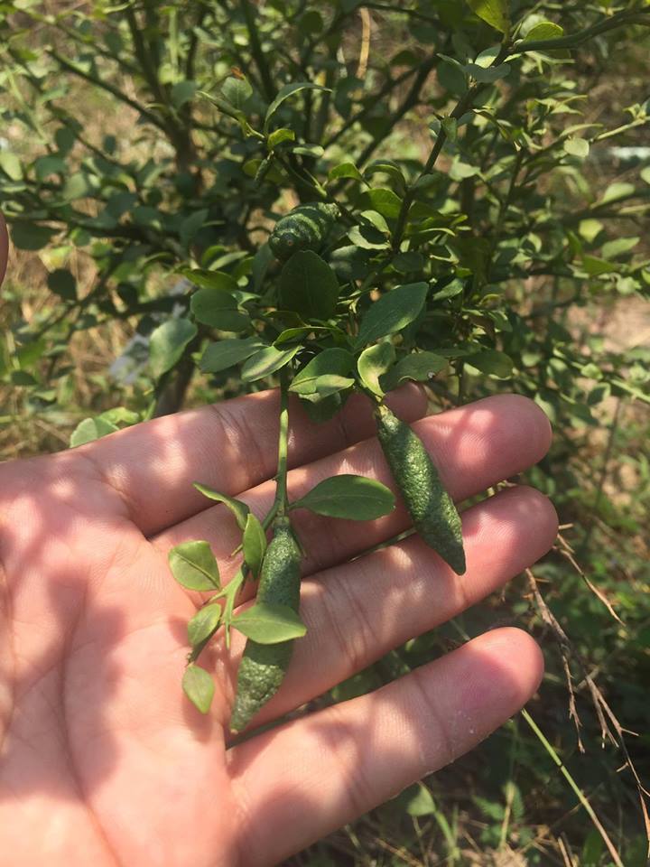 Siêu lạ: Quả chanh ngón tay bạc triệu mỗi cân mê hoặc nhà giàu Việt - ảnh 3