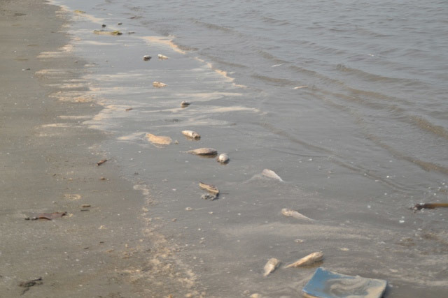 Shop TIN 18/6:TỔ QUỐC GỌI LÀ ĐI/ MẸ BIỂN ƠI, CHÚNG CON CẠN LỆ RỒI - ảnh 15