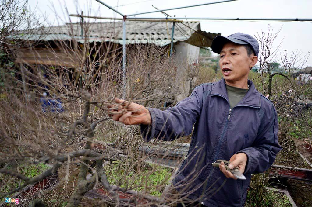 Vườn mai trắng hàng trăm triệu đồng ở Hà Nội - ảnh 2