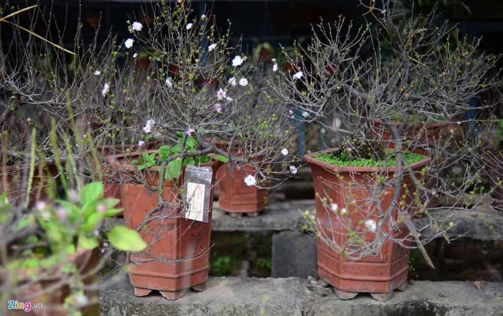 Vườn mai trắng hàng trăm triệu đồng ở Hà Nội - ảnh 12