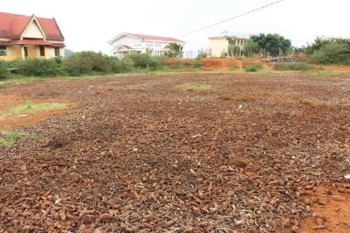 Đổ xô săn rễ 'na rừng' bán cho thương lái