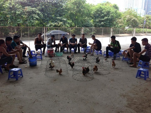 30 triệu đồng/con gà nhỏ nhất thế giới - ảnh 2