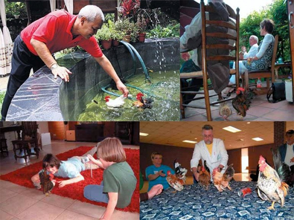 30 triệu đồng/con gà nhỏ nhất thế giới - ảnh 3