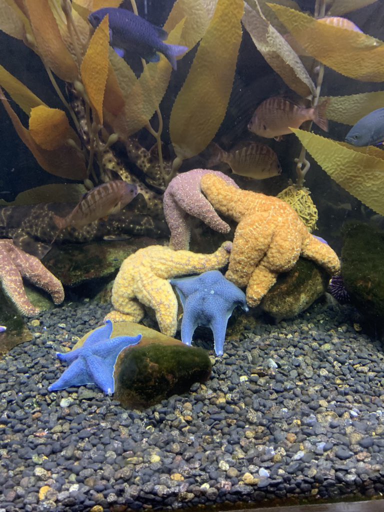 Con sao biển này bỗng trở thành một hiện tượng gây sốt Internet nhờ những thanh niên... giàu trí tưởng tượng - Ảnh 4.