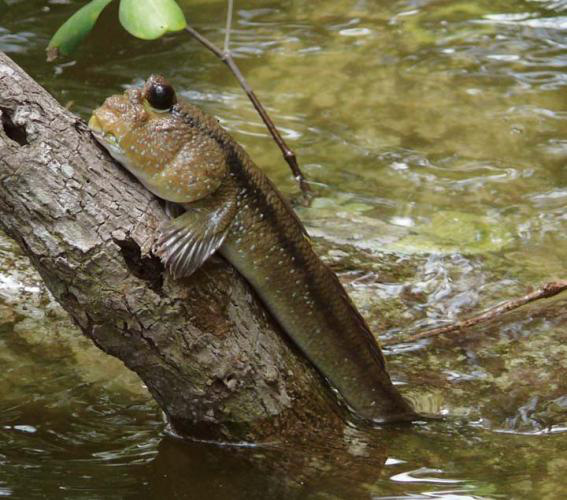 The strangest 'tree climbing fish' on the planet lives in Vietnam