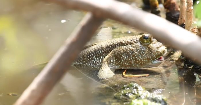 The strangest 'tree climbing fish' on the planet lives in Vietnam