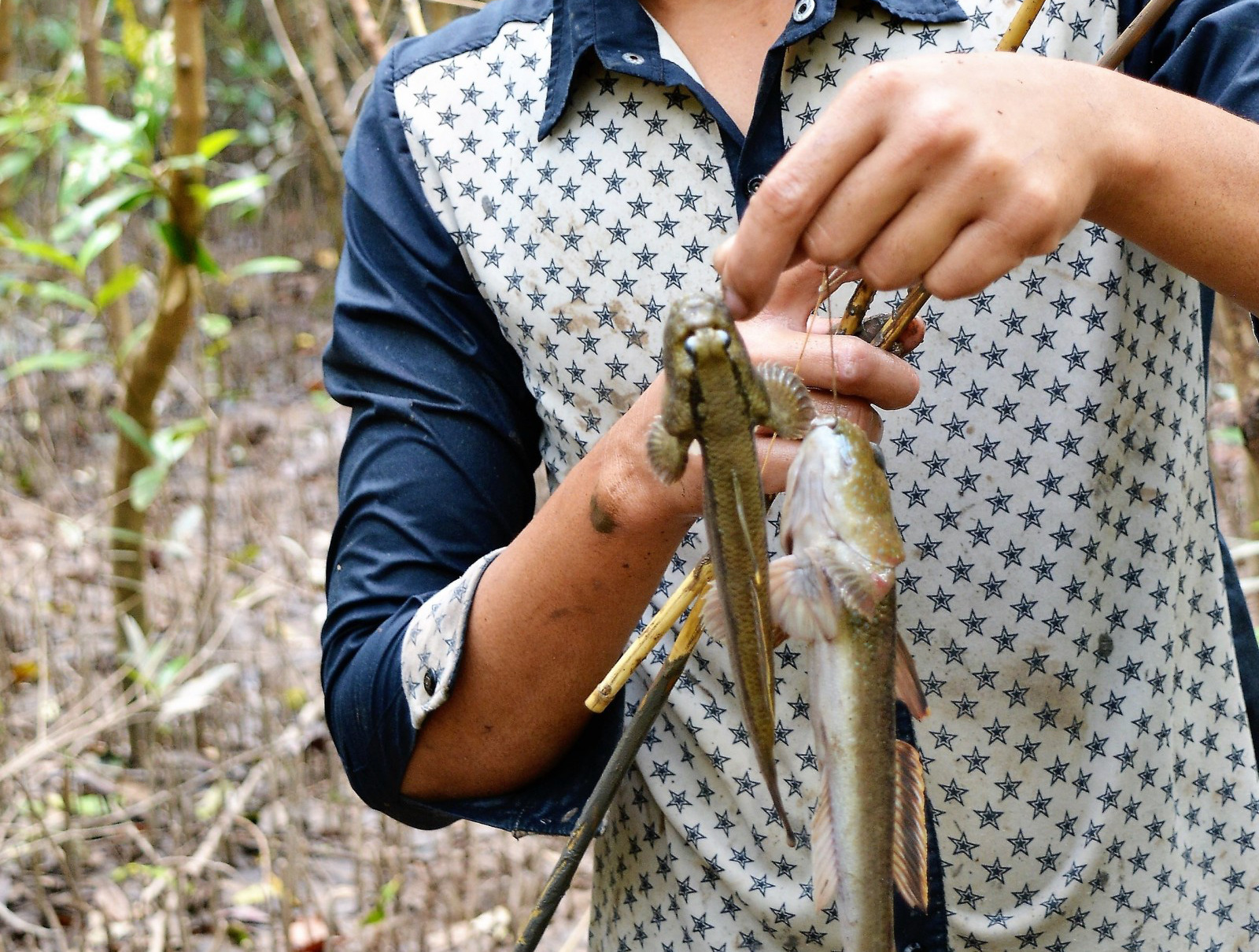 Việt Nam có một loài cá biết leo cây, chạy nhảy và còn là đặc sản nổi tiếng cả một vùng - Ảnh 4.