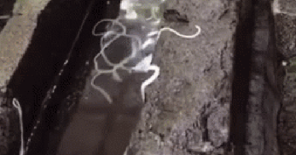 Tưởng giống món nổi tiếng Nhật Bản, nhưng món bún rãnh nước lại bị dân mạng chê tả tơi vì nhìn đã mất cảm tình