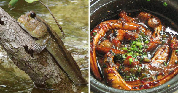 The strangest 'tree climbing fish' on the planet lives in Vietnam