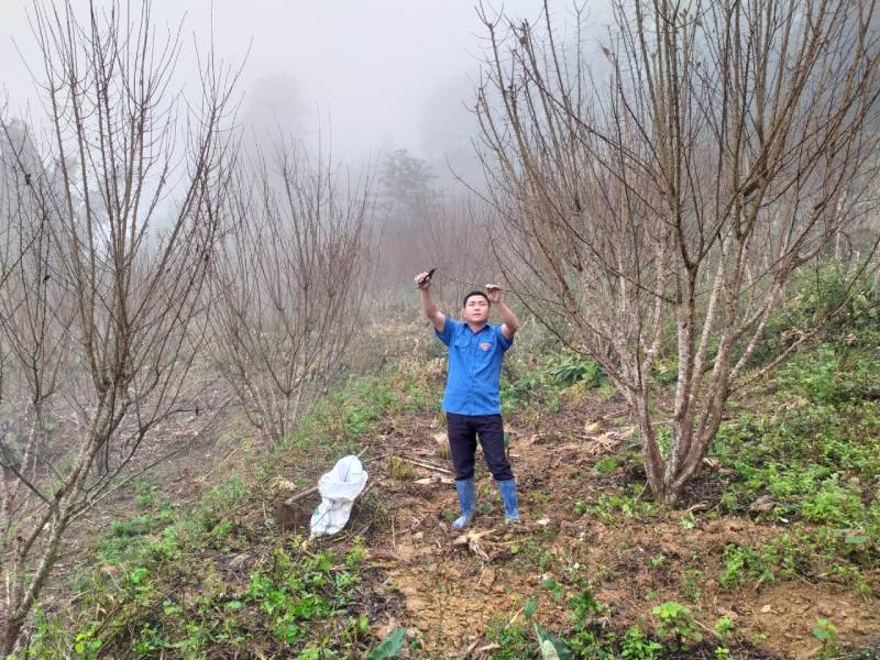 Chàng trai người Mông khởi nghiệp trồng mận Tả Van kết hợp nuôi giống lợn hiếm đắt đỏ
