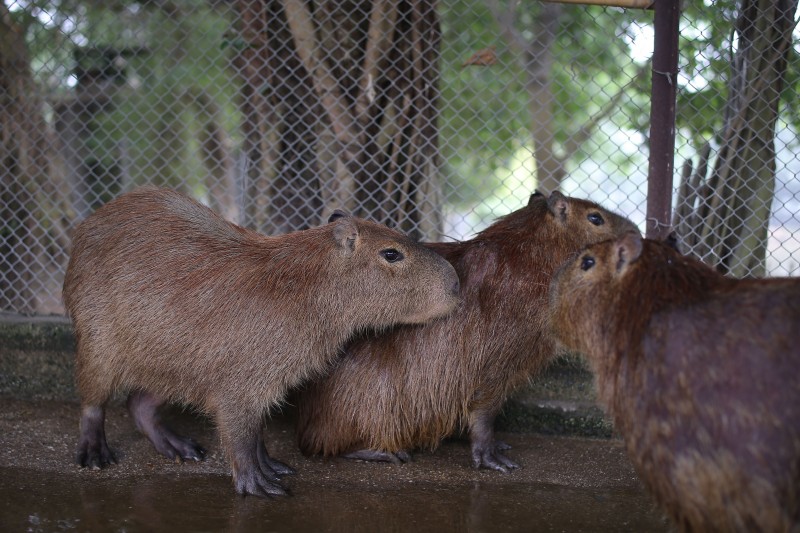 ha noi xuat hien chuot khong lo nang hon 50kg nuoi de nhu nuoi lon