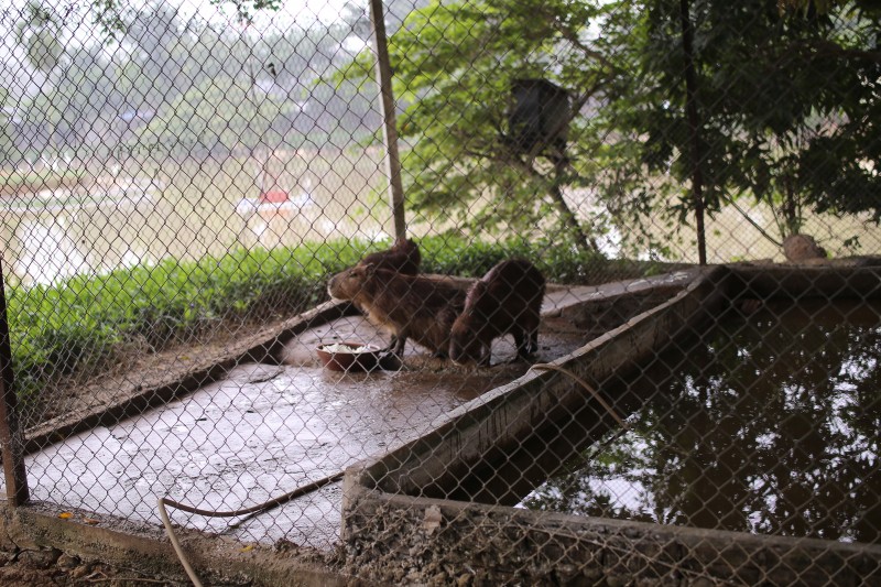 ha noi xuat hien chuot khong lo nang hon 50kg nuoi de nhu nuoi lon