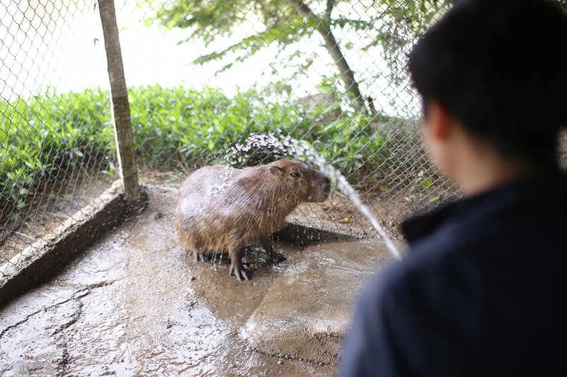 ha noi xuat hien chuot khong lo nang hon 50kg nuoi de nhu nuoi lon