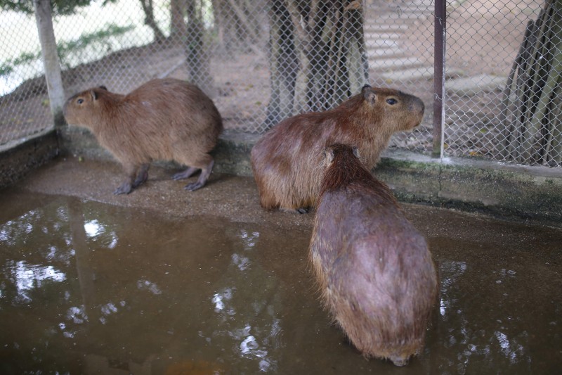 ha noi xuat hien chuot khong lo nang hon 50kg nuoi de nhu nuoi lon