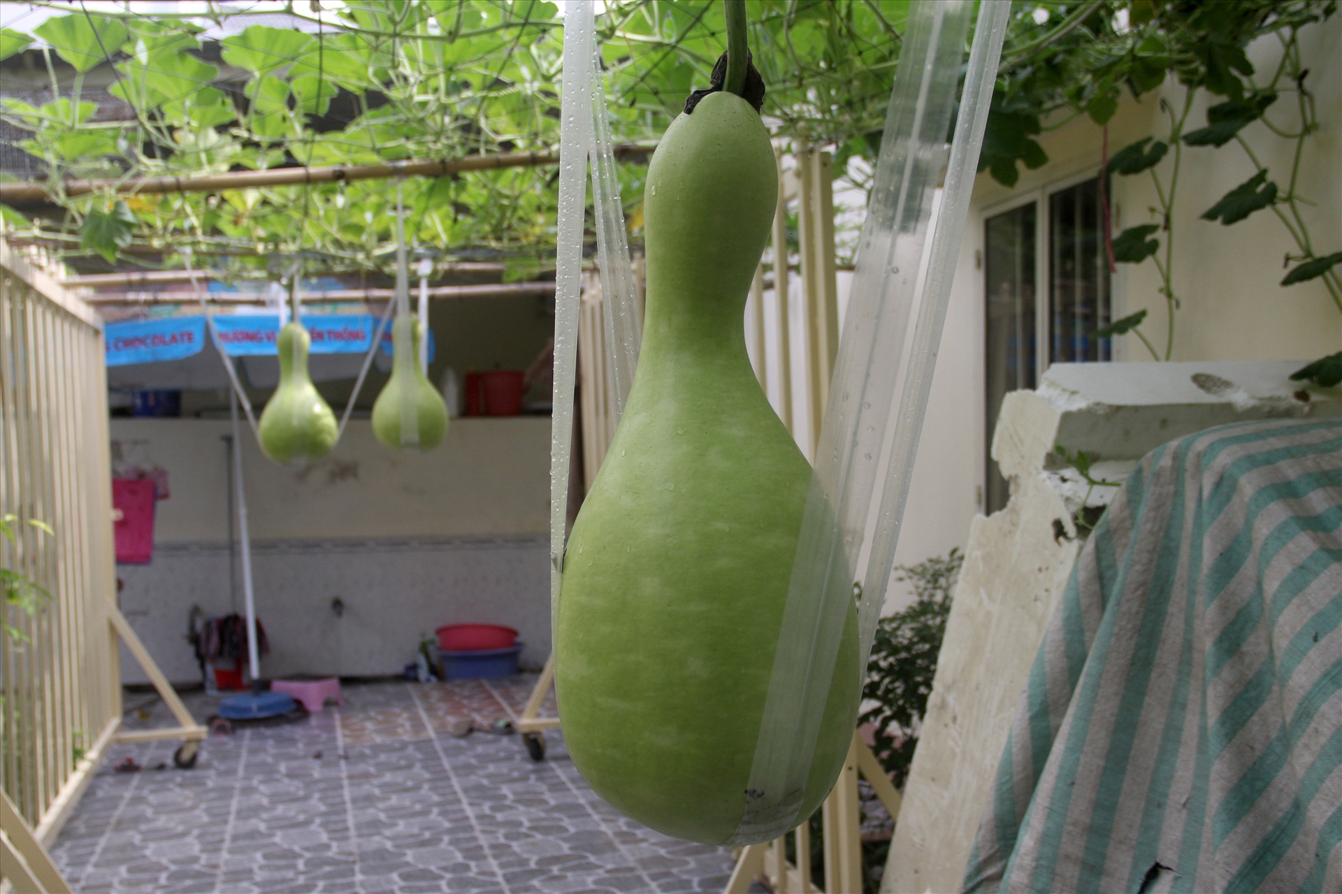 Sau đó, ông phát hiện nhiều trái có kích cỡ “khủng“, nặng từ 15 – 25kg, cá biệt có trái nặng trên 30 kg. Sau vụ bầu đầu tiên, ông Tài thấy lạ nên lấy thêm hạt để tiếp tục gieo trồng và tặng bạn bè.