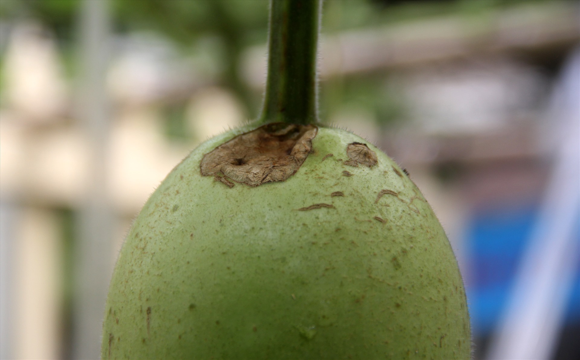 Cũng theo ông Tài, giống bầu “khổng lồ” này được ông chăm sóc như những giống bầu bình thường khác. Nhưng thời gian ông bỏ ra chăm sóc tốn nhiều hơn so với giống khác, vì ông phải liên tục rồi phải bắt, bỏ ốc sên liên tục, tới lúc ra trái thì phải giữ chim, chuột nếu không chúng sẽ cắn bầu.