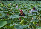 Hanoi man preserves lotus tea making