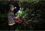 Bac Giang litchi growers busy in harvest season