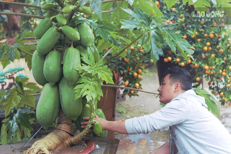 Hưng Yên: Một cây đu đủ được bán với giá 25 triệu đồng