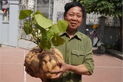 Lão nông Hải Dương trồng củ đậu 'khổng lồ', giá tiền triệu bán dịp Tết